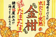 004「金柑」ショーカード