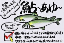 008「鮎」ショーカード